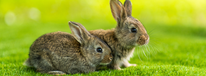 two bunnies on field with dandelions