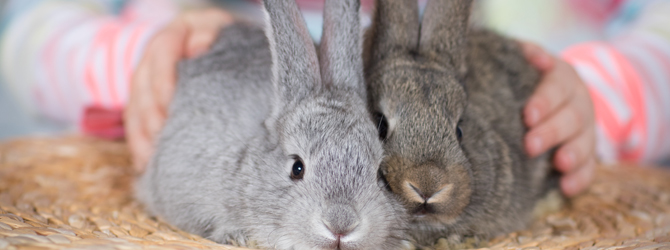 Rabbits As Pets - Is A Rabbit Right For Me - My Family Vets
