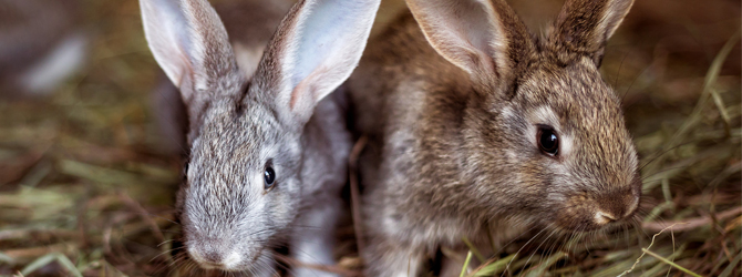 can dogs eat rabbit food