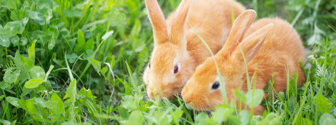 lovely ginger rabbit on field