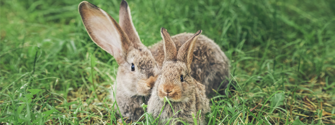 adorable rabbit with autumn backdrop