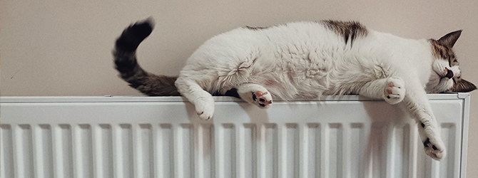 cat sleeping on radiator