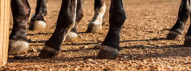 are horse hooves safe for dogs