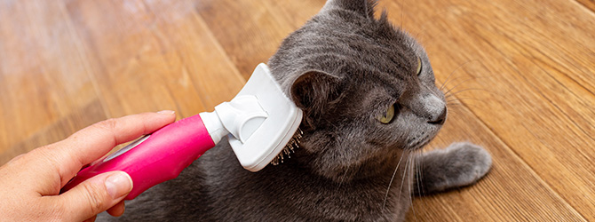 cat being brushed