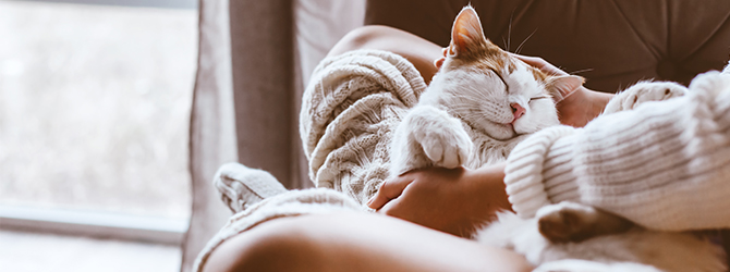 cat snuggling on sofa