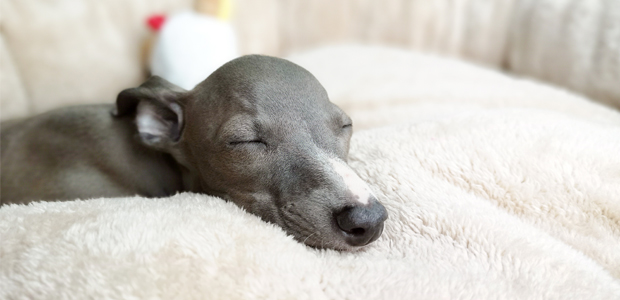 are italian greyhounds affectionate