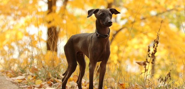 do greyhounds need a lot of attention