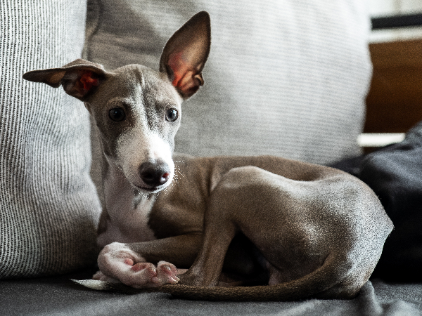 Italian Greyhound family breed