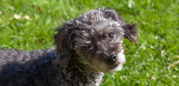 Grey Jackapoo for article on Jackpoo puppies