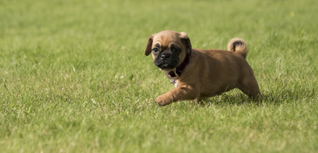 what age do jug puppies stop growing