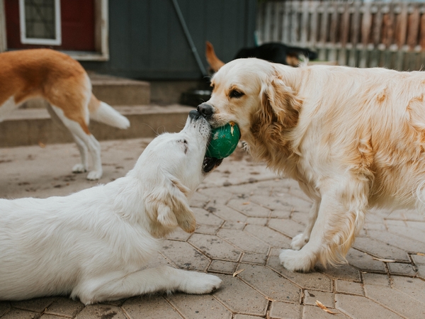 two dogs play with a ball at risk of kennel cough