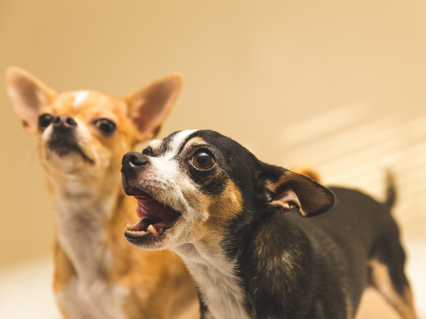 barking dog for article on kennel cough vaccine