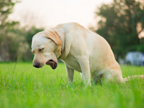 dog showing kennel cough symptoms