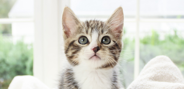 cute cat at home on the sofa