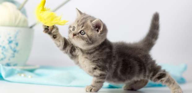 stripy kitten playing with yellow feather