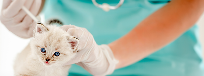 Header photo of veterinarian administering essential vaccination to a white kitten with blue eyes, promoting kitten health and preventing common diseases through early vaccination.