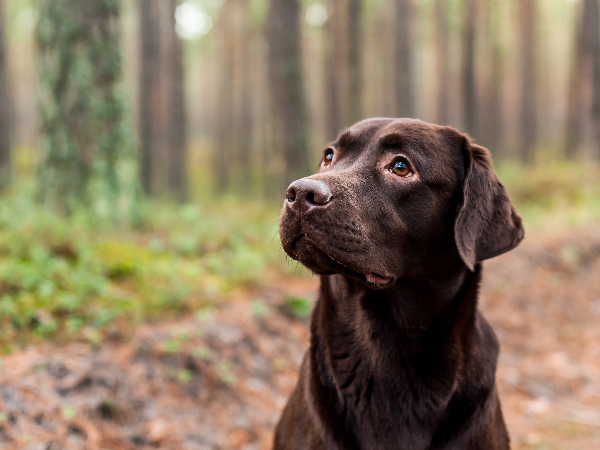 Image of a labrador for article on dog shedding