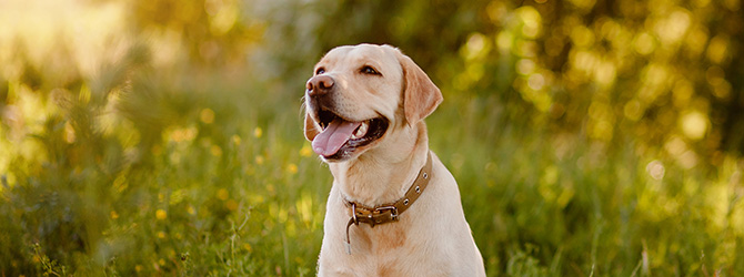 three labradors standing side by side against autumn background