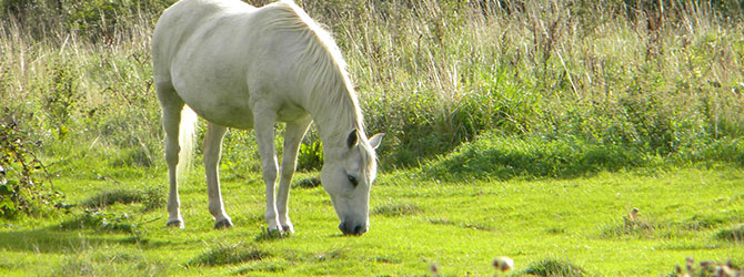 Laminitis in horses