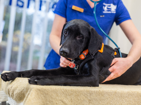 leptospirosis dog visiting vet