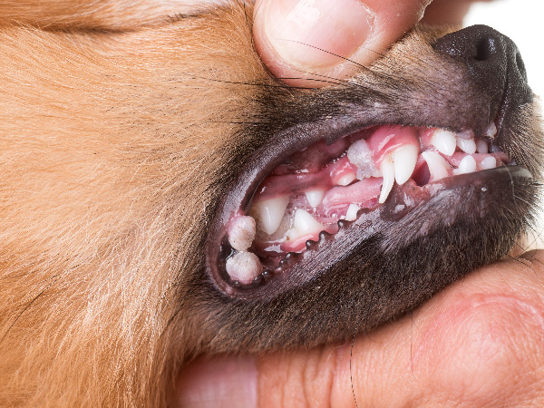 can leptospirosis in dogs be cured