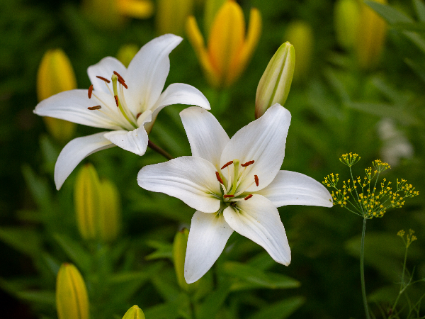 image of lily for article on spring care tips for pets