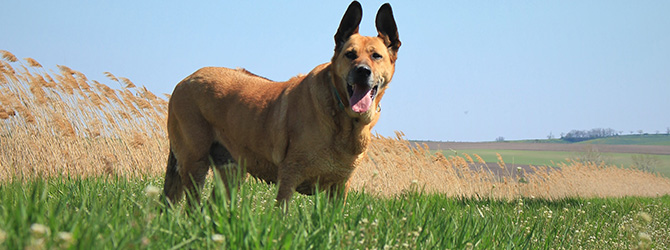 two dogs in field with tall grass