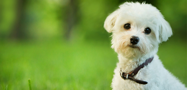 Maltese puppy