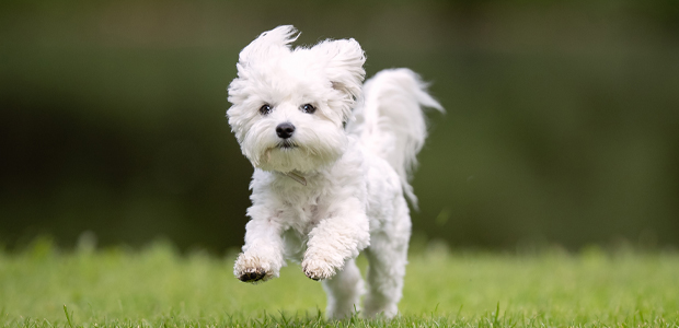 Maltese dog running on grass