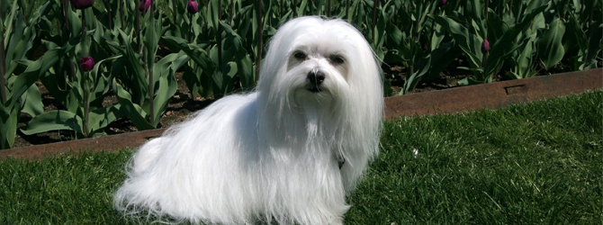 white Maltese dog with long hair 