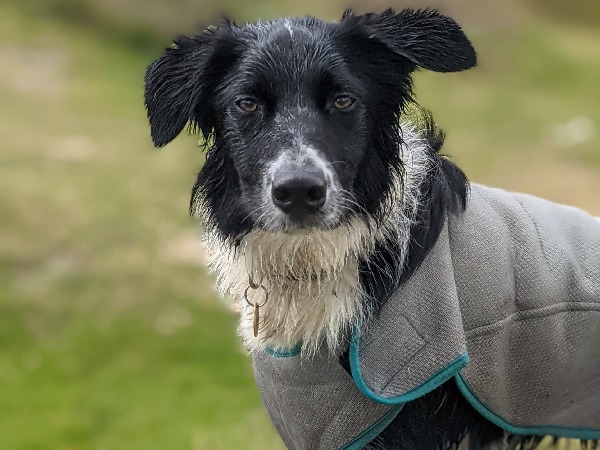 image of  dog for article on how to keep your dog cool in summer