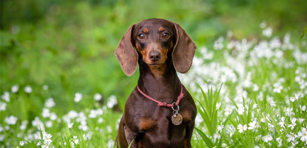 are miniature dachshunds easy to train