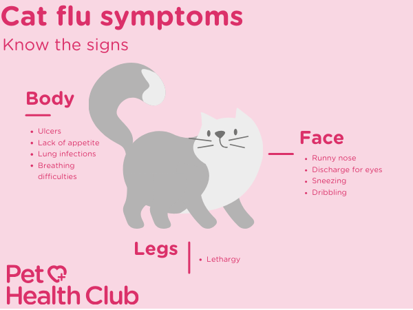 Infographic showing symptoms of cat flu