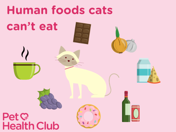 human foods cats can eat