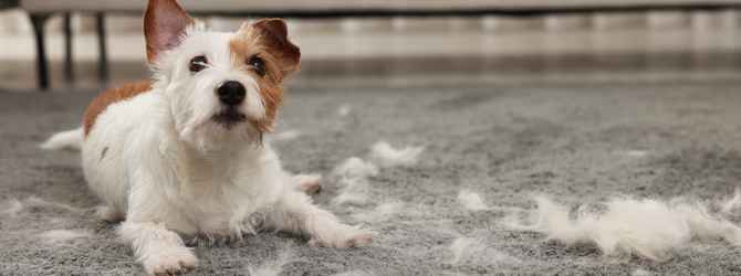 Image of a dog shedding fur for article on dog moulting