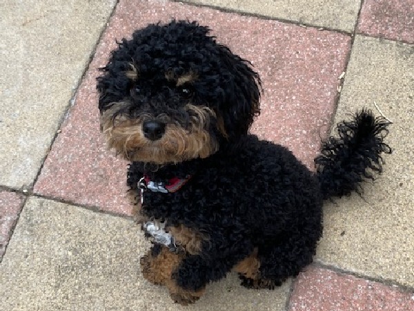 Cavapoo looking at camera