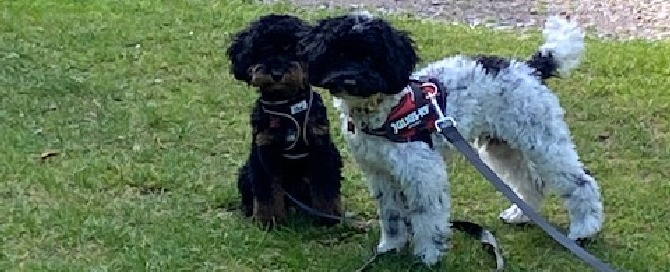 Two Cavapoos stood next to each other