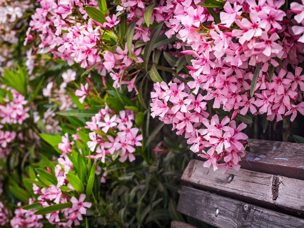 Poisonous plants for cats