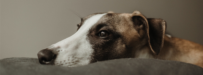 whippet laying on grey sofa