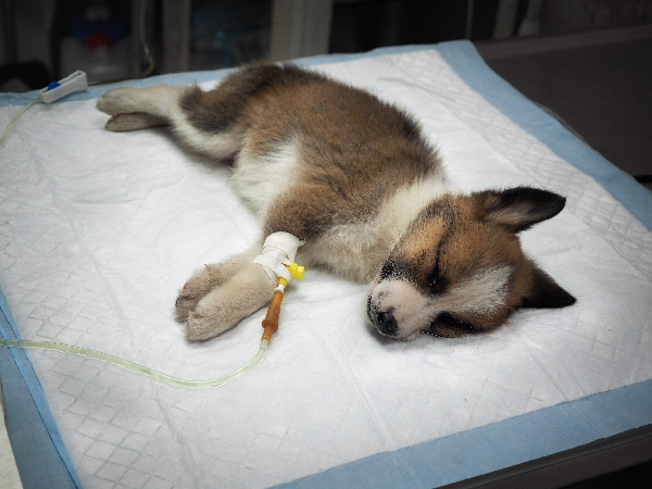 Image of dog for article on puppy vaccinations