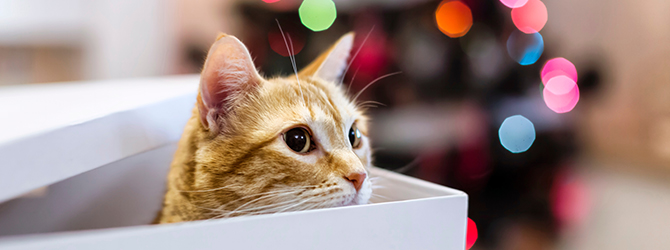 cat peering out of box ahead of xmas tree