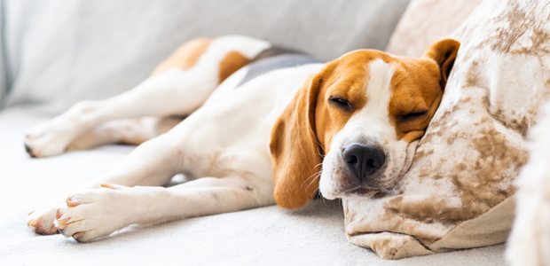 do dogs sleep a lot when pregnant