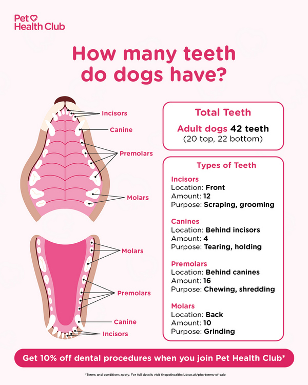 infographic of dogs mouth for article on how many teeth does a dog have 