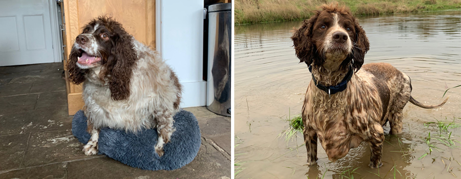 Britain's fattest dog slims down 