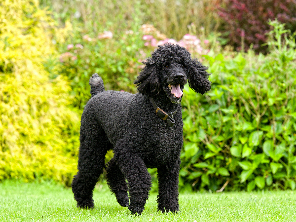 Standard Poodle family dog