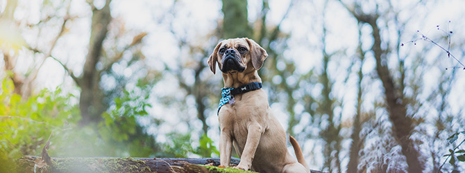 puggle looking up