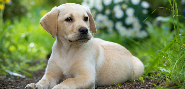 golden labrador puppy sitting on grass