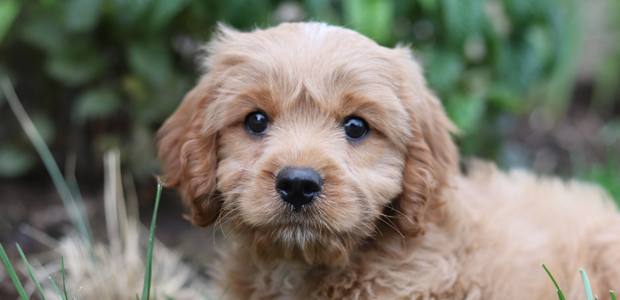 cute cavapoo puppy