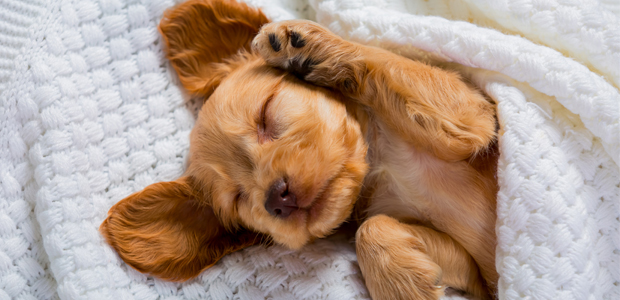 cute brown puppy sleeping on white blanket