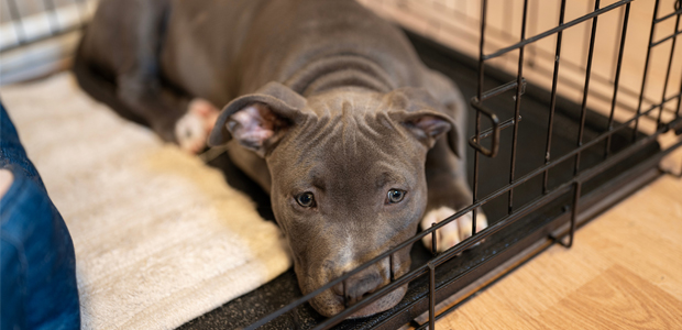 puppy sleeping in crate